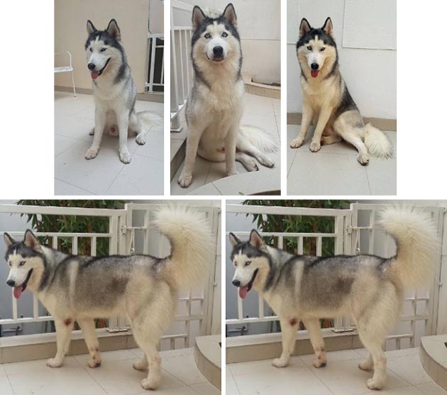 Pejantan Siberian Husky : Dream Castle Fly Lucky Prince