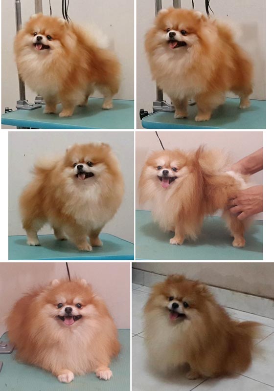 Pejantan Pomeranian : Double SS Elwood [Viz]