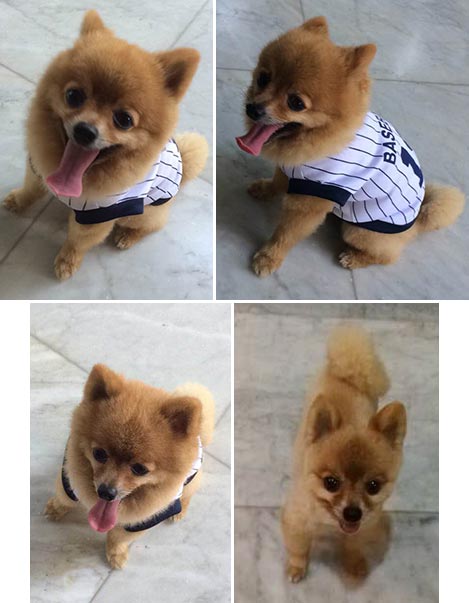 Pejantan Pomeranian : Chota (Cheppy)