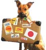 Membawa Anjing Bepergian