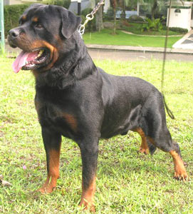 Yu.CH.KRI.CH. Black Samurai Hisarlik