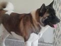 Pejantan American Akita : Hunter VD Zeit Bombe