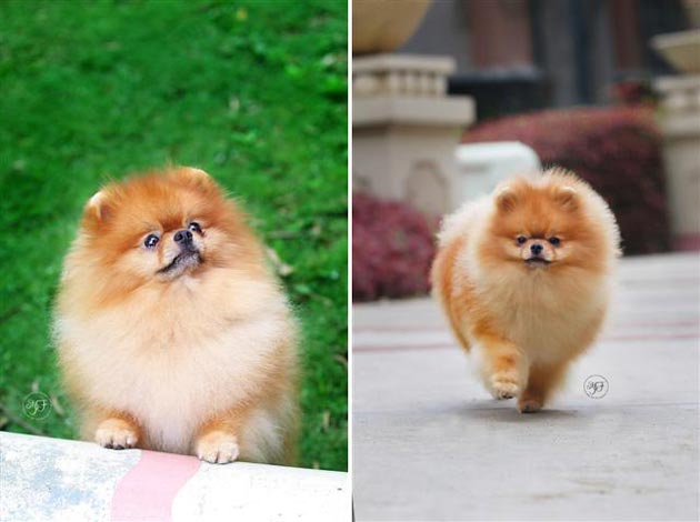 Pejantan Pom : Am.Th.Ina.Ch SpJch Zoluscka Henry