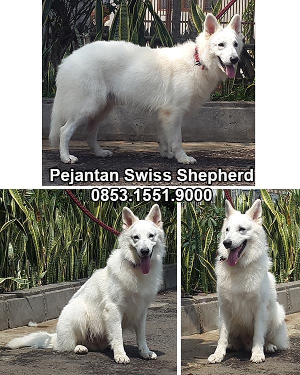 Pejantan Swiss Shepherd : Tyson Von Topsong
