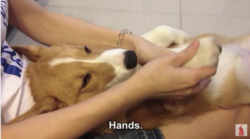 Anjing Juga Suka Dipijat Lho