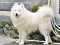 Pejantan Samoyed Anak Champion Import