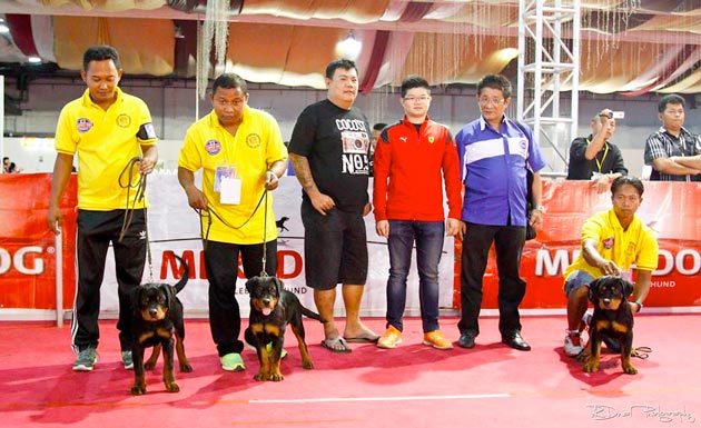 Rottweiler Von Dutch Kennel Sapu Bersih Baby Class