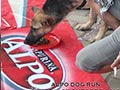 Alpo Dog Run Semarang 2 Sukses Dengan Nilai Tambah