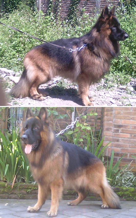 Pejantan Herder Long Hair : Qunan Von Amarta