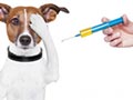 Vaksin Kontrasepsi Untuk Anjing