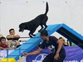 Video Liputan Agility Indonesia 2015
