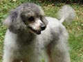 Pejantan Silver Toy Poodle : Pink Lady Marcell 