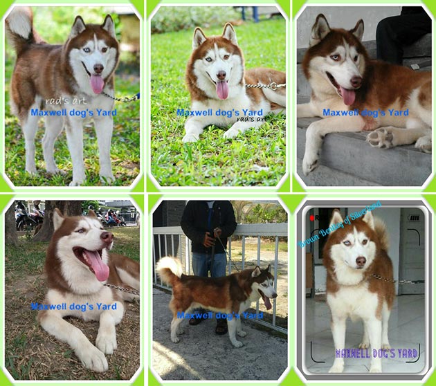 Pejantan Siberian Husky : Brown Bentley v Silverland