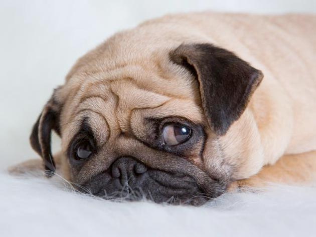 Jangan Biarkan Anjing Mengalami Depresi