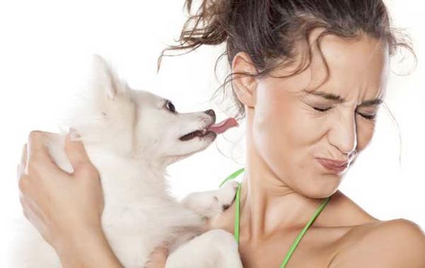 Jilatan Anjing Ternyata Baik untuk Anda