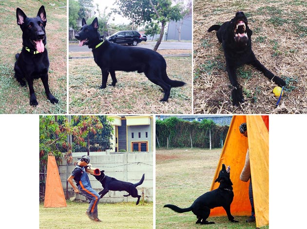 Pejantan Herder (IPO 3) : Isung vom Almere