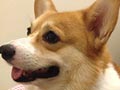Pejantan Corgi : Archie Von Royall (Bucky)
