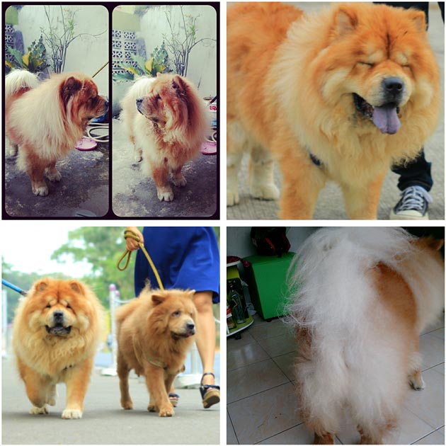 Pejantan Chow Chow : Kingdom Treassure Borris