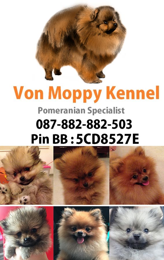 Von Moppy Kennel - Pomeranian Specialist