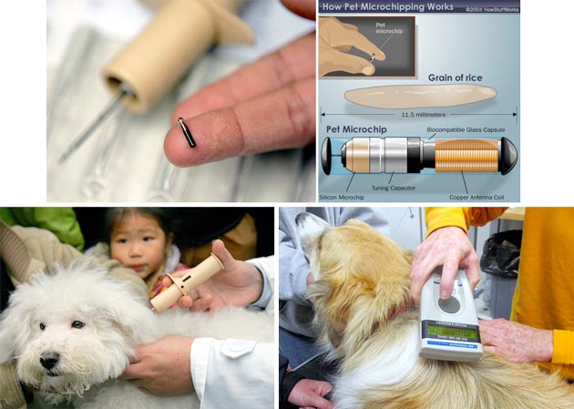 Mau Pasang Chip? Ini Caranya!