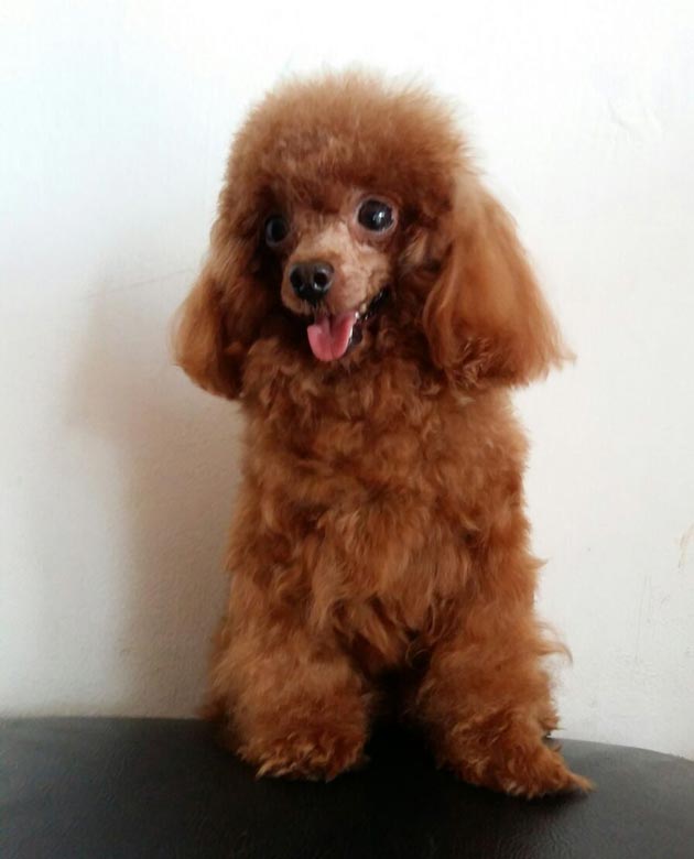 Pejantan Poodle : Alfher of Chao Shien FCI
