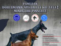 Indonesian Dobermann Club Jakarta and Miniature Pinscher Show