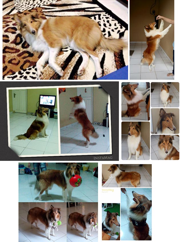 Pejantan Rough Collie : Milo