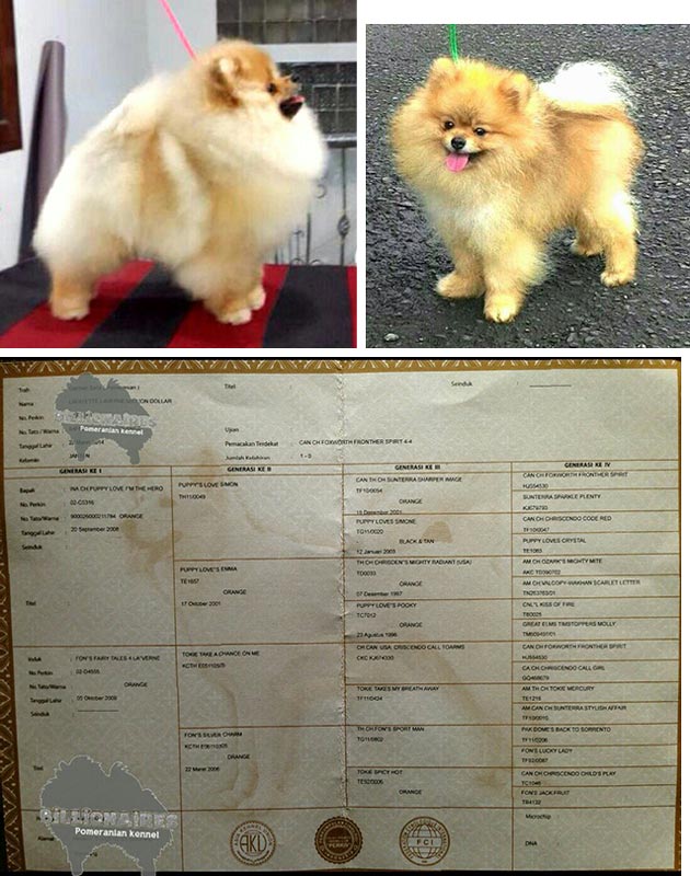 Pejantan Pomeranian : Richie