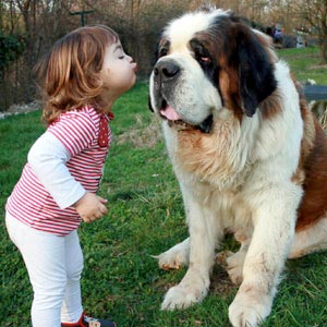 Fakta Tak Terduga Tentang Asal-Usul Anjing