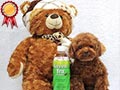 Pejantan Poodle : Hungkwang�s  Swen