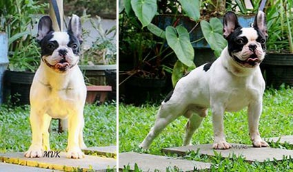 Pejantan French Bulldog : G.H.Universal Hammer