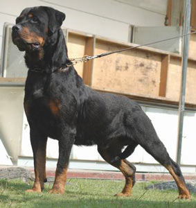 Quinn von Oeterkotten