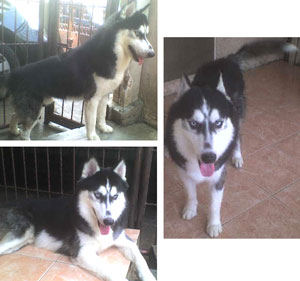 Geoffani Alfa von Dominic