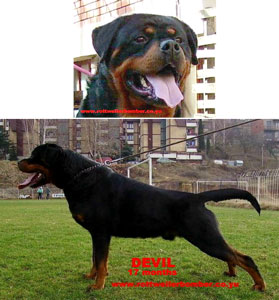 Devil Rottweiler Bomber From Arsic