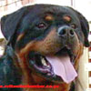 Devil Rottweiler Bomber From Arsic