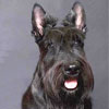 Anjing Scottish Terrier