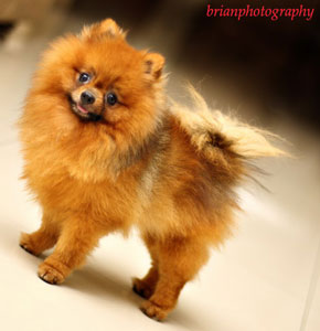 Amazing Grace Fuiry (Lucky)