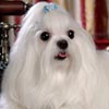 Angust Von Anastasia Kennel