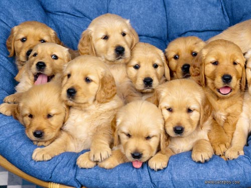 Tips Merawat Anjing Yang Baru Dibeli