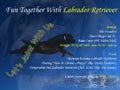 Fun Together With Labrador Retriever