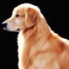 Fourty One Kennel (golden Retriever)
