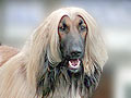 Anjing Afghan Hound