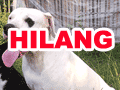Dogo Argentino Hilang Didaerah Ujung Berung-Bandung