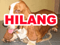 Basset Hound Hilang Didaerah Balikpapan-Kalimantan