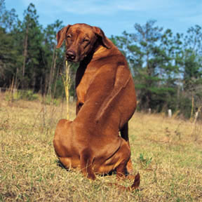 Anjing Rhodesian Ridgeback