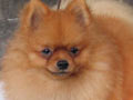 Rainbow Pomeranian Absolut Pride
