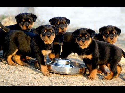 Tips Membeli Anakan Anjing Rottweiler