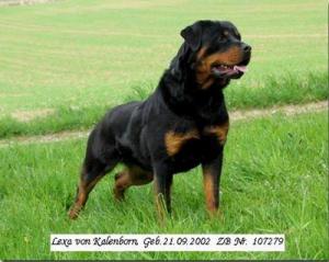 Von White Sand Amour