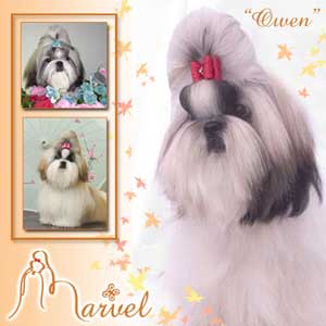 Marvel Shih Tzu