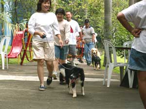 Liputan Dogs On The Road & Swimming